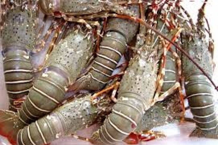 KKP: Kerja Sama Budi daya Lobster Dengan Vietnam Hidupkan Ekosistem