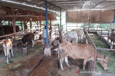  在西爪哇, Subang 县的合作社进行的肉牛公司开发